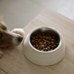 Top 10 Ração para Cães de Pequeno Porte — Custo-Benefício 2026