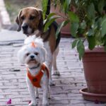 Bravecto vs NexGard vs Simparic: Qual Antipulgas para Cães Vale Mais?
