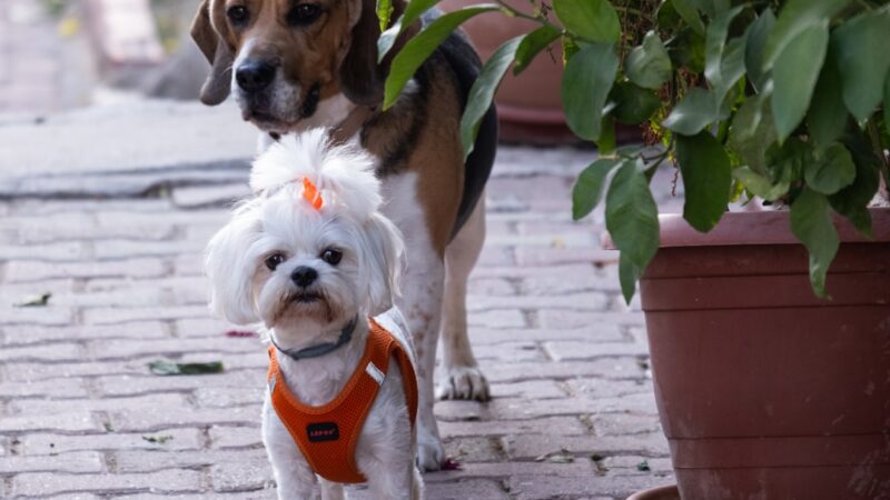 Bravecto vs NexGard vs Simparic: Qual Antipulgas para Cães Vale Mais?