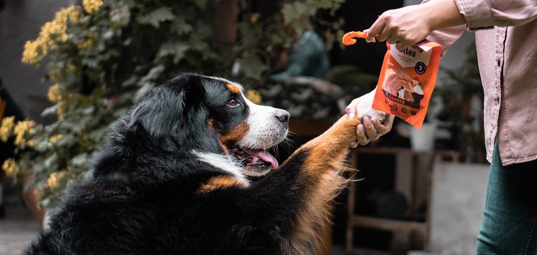 Top 5 Comedouros Automáticos para Cães — Review Completo 2026