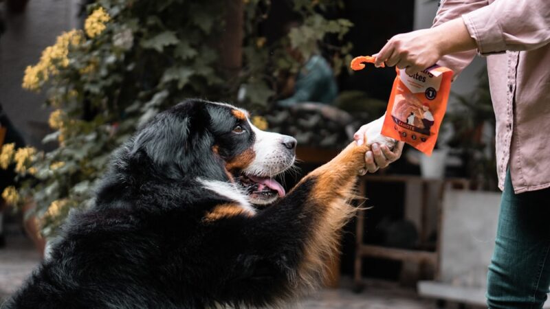 Top 5 Comedouros Automáticos para Cães — Review Completo 2026