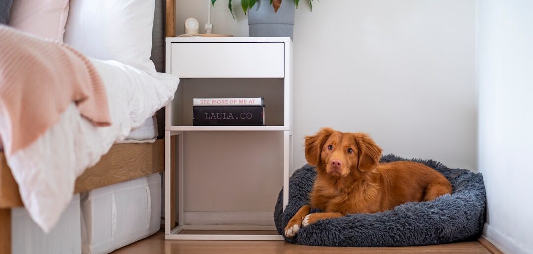 Top 10 Camas e Casinhas para Cães — Conforto e Durabilidade