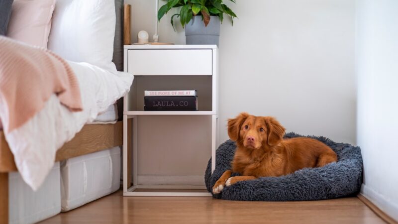 Top 10 Camas e Casinhas para Cães — Conforto e Durabilidade