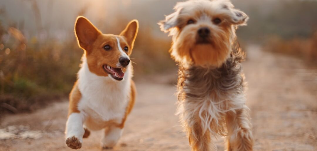 Kit Completo de Banho e Tosa para Cães em Casa — Top 8 Produtos