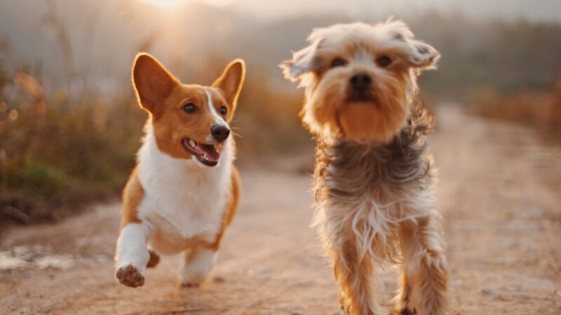 Kit Completo de Banho e Tosa para Cães em Casa — Top 8 Produtos