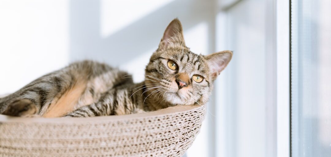 Top 10 Arranhadores para Gatos de Apartamento — Review 2026
