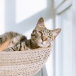 Top 10 Arranhadores para Gatos de Apartamento — Review 2026