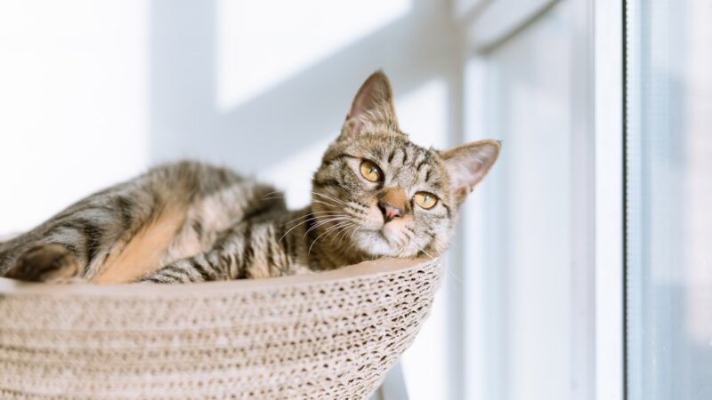 Top 10 Arranhadores para Gatos de Apartamento — Review 2026