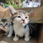 Caixas de Areia Automáticas para Gatos: Vale o Investimento? Top 5