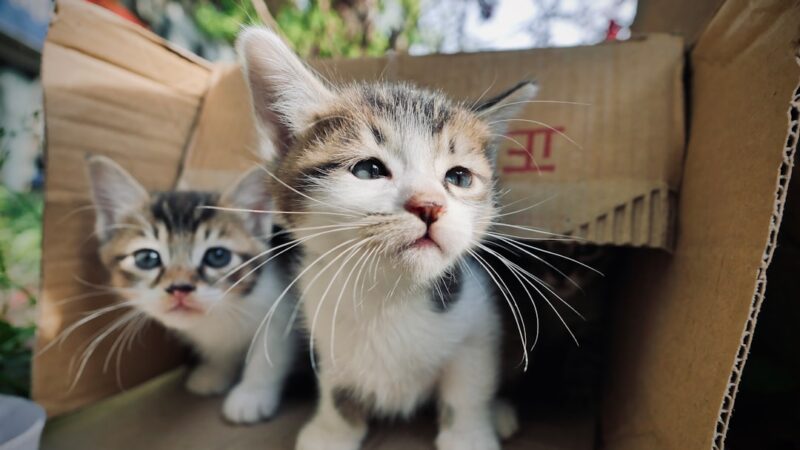 Caixas de Areia Automáticas para Gatos: Vale o Investimento? Top 5