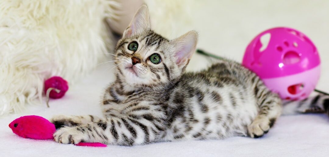 Top 10 Brinquedos Interativos para Gatos — Diversão e Saúde Mental