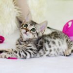 Top 10 Brinquedos Interativos para Gatos — Diversão e Saúde Mental