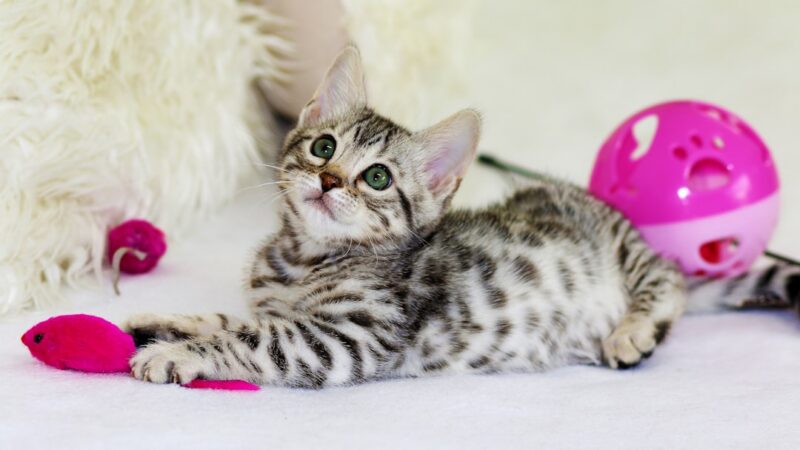 Top 10 Brinquedos Interativos para Gatos — Diversão e Saúde Mental
