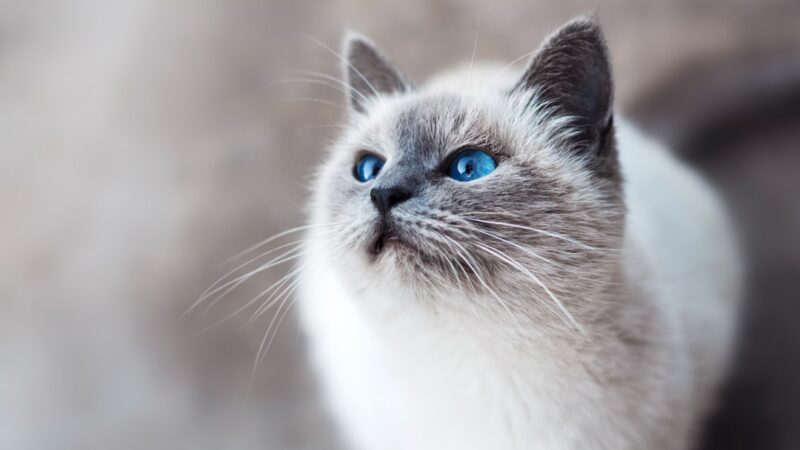 Melhores Areias para Gatos Sem Odor — Top 8 Testadas