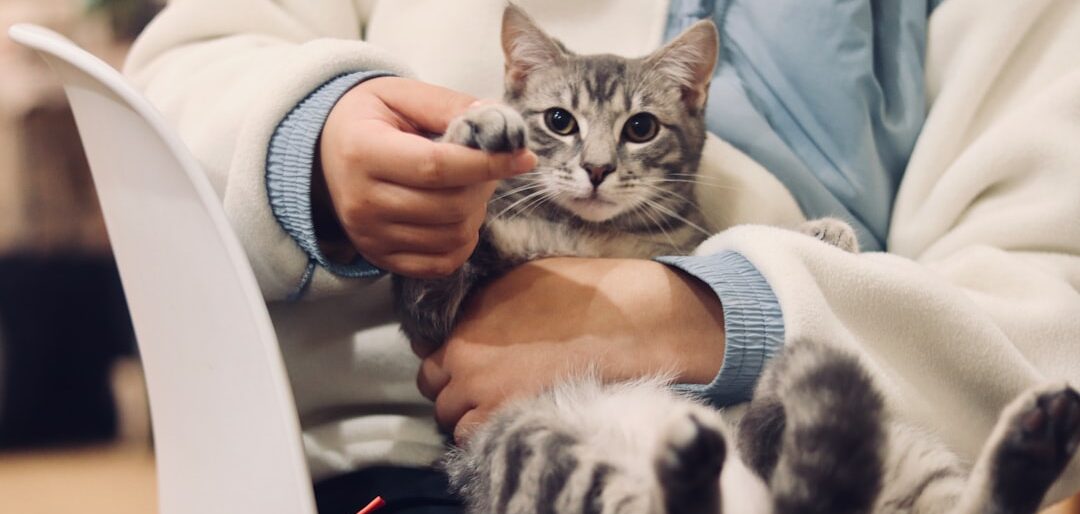 Melhor Plano de Saúde para Pets em 2026 — Comparativo Completo