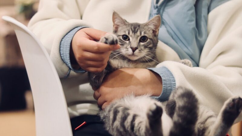 Melhor Plano de Saúde para Pets em 2026 — Comparativo Completo