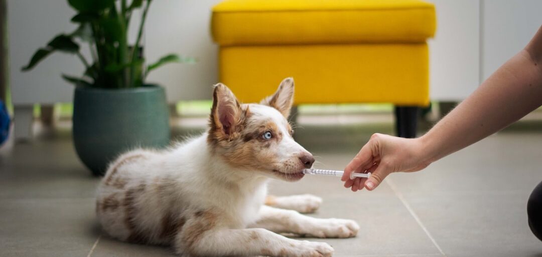 Top 8 Shampoos para Cães com Pele Sensível — Dermatológicos e Naturais