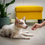 Top 8 Shampoos para Cães com Pele Sensível — Dermatológicos e Naturais