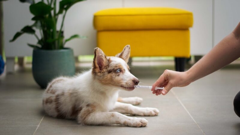Top 8 Shampoos para Cães com Pele Sensível — Dermatológicos e Naturais