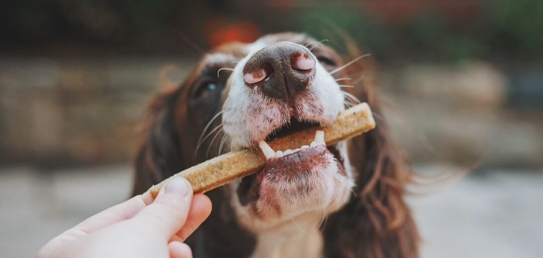 Como Escolher a Escova de Dentes Ideal para Cães — Top 5 Produtos