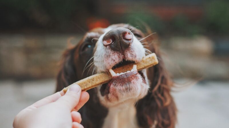 Como Escolher a Escova de Dentes Ideal para Cães — Top 5 Produtos