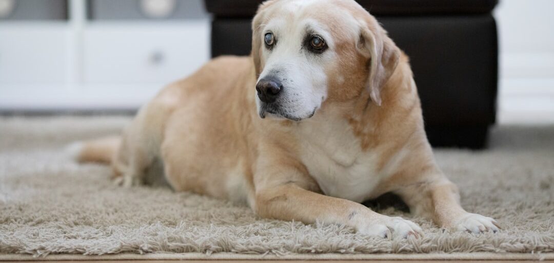 Top 6 Suplementos para Cães Idosos com Problemas Articulares