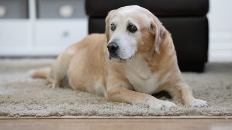 Top 6 Suplementos para Cães Idosos com Problemas Articulares