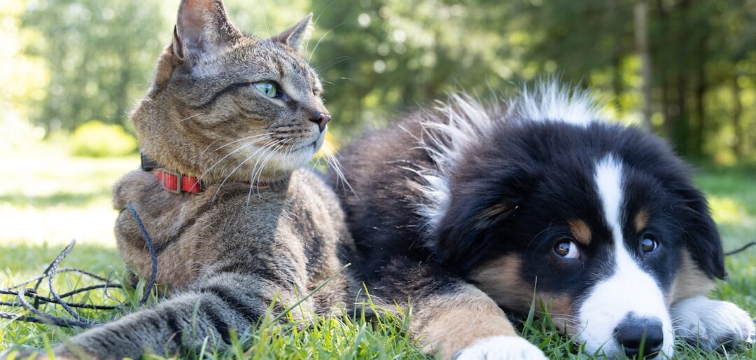 Antipulgas Natural para Pets: Funciona de Verdade? Testamos 5 Opções