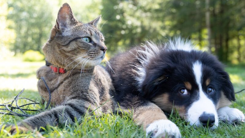 Antipulgas Natural para Pets: Funciona de Verdade? Testamos 5 Opções
