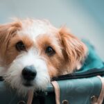 Melhores Transportadoras para Pets — Para Viagem de Avião e Carro