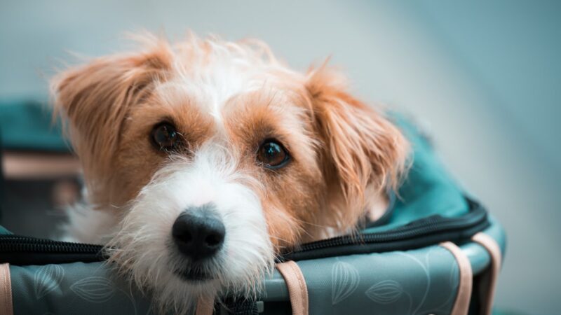 Melhores Transportadoras para Pets — Para Viagem de Avião e Carro