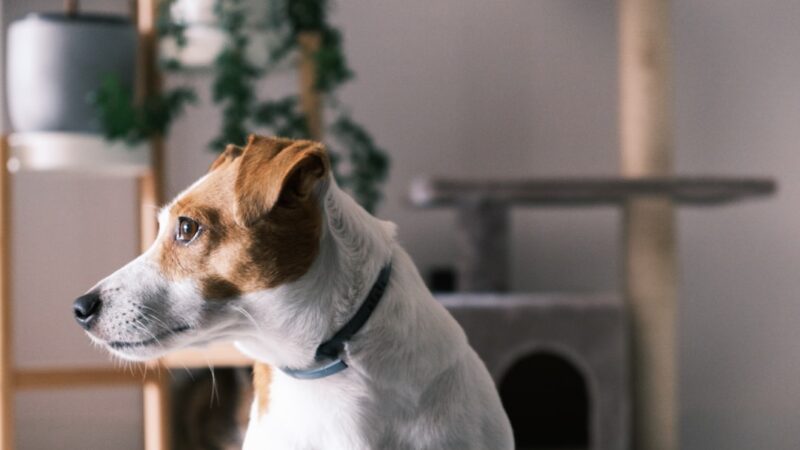 As Melhores Câmeras para Monitorar seu Pet em Casa — Top 5 2026