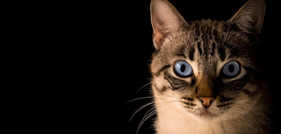Bebedouros Fontes para Gatos: Top 8 e Por Que Vale a Pena Ter Um