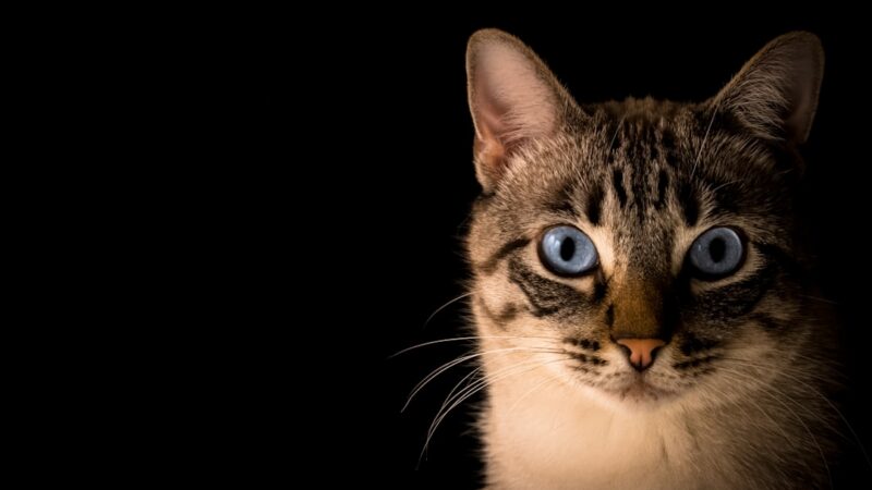 Bebedouros Fontes para Gatos: Top 8 e Por Que Vale a Pena Ter Um