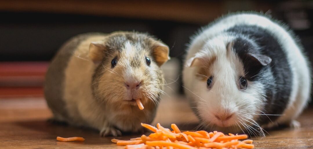Top 8 Rações para Hamsters, Coelhos e Roedores — Guia Completo