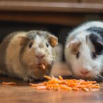 Top 8 Rações para Hamsters, Coelhos e Roedores — Guia Completo