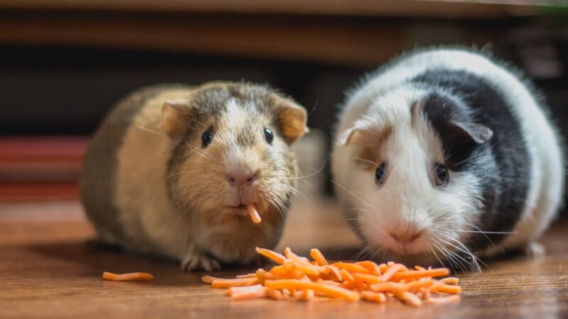 Top 8 Rações para Hamsters, Coelhos e Roedores — Guia Completo