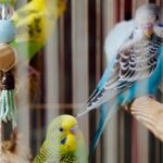 Top 10 Brinquedos para Periquitos e Calopsitas — Estimulação Mental