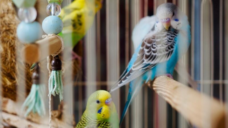 Top 10 Brinquedos para Periquitos e Calopsitas — Estimulação Mental
