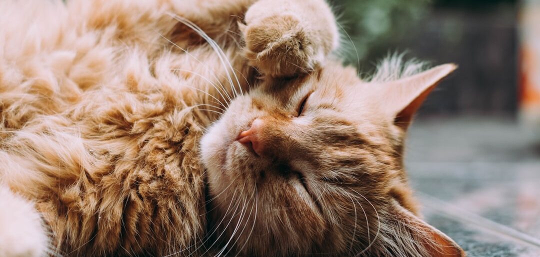 Utensílios Essenciais para Gatos Domésticos