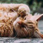 Utensílios Essenciais para Gatos Domésticos