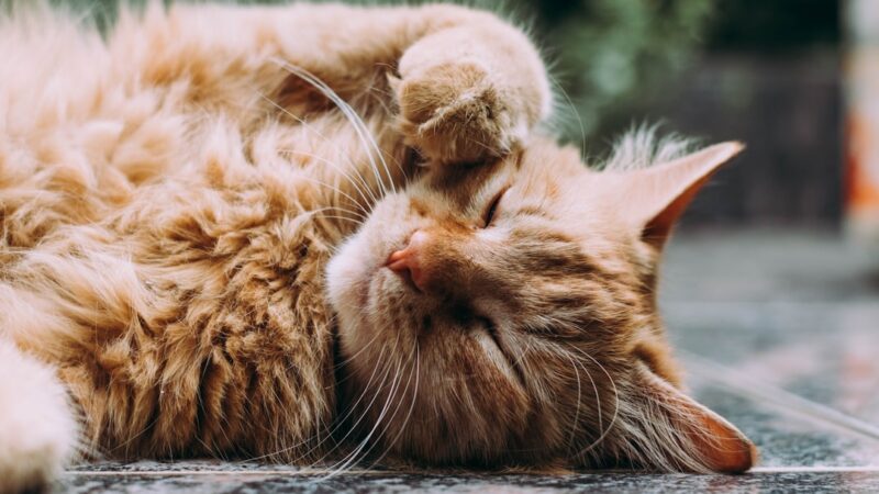Utensílios Essenciais para Gatos Domésticos