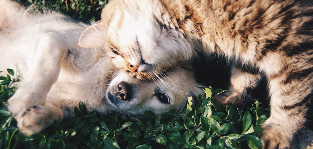 Roupinhas de Verão para Pets: 10 Dicas Essenciais