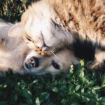 Roupinhas de Verão para Pets: 10 Dicas Essenciais