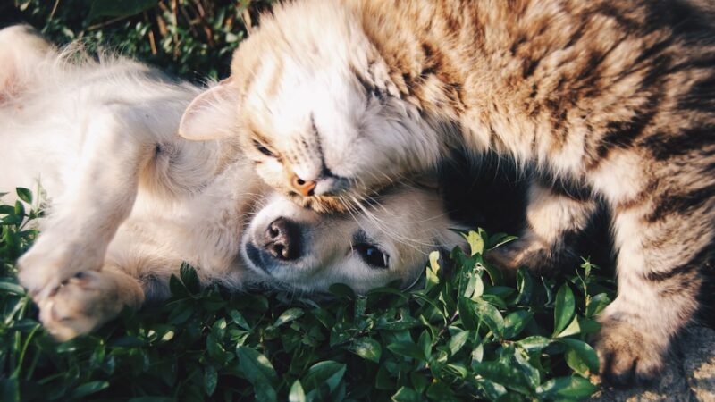 Roupinhas de Verão para Pets: 10 Dicas Essenciais