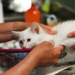 7 Dicas Importantes sobre Medicação Vet no Volume Correto para Seu Pet