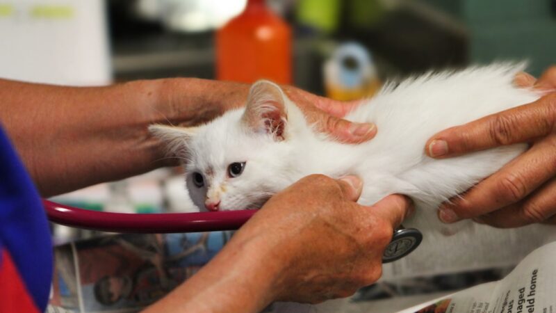 7 Dicas Importantes sobre Medicação Vet no Volume Correto para Seu Pet