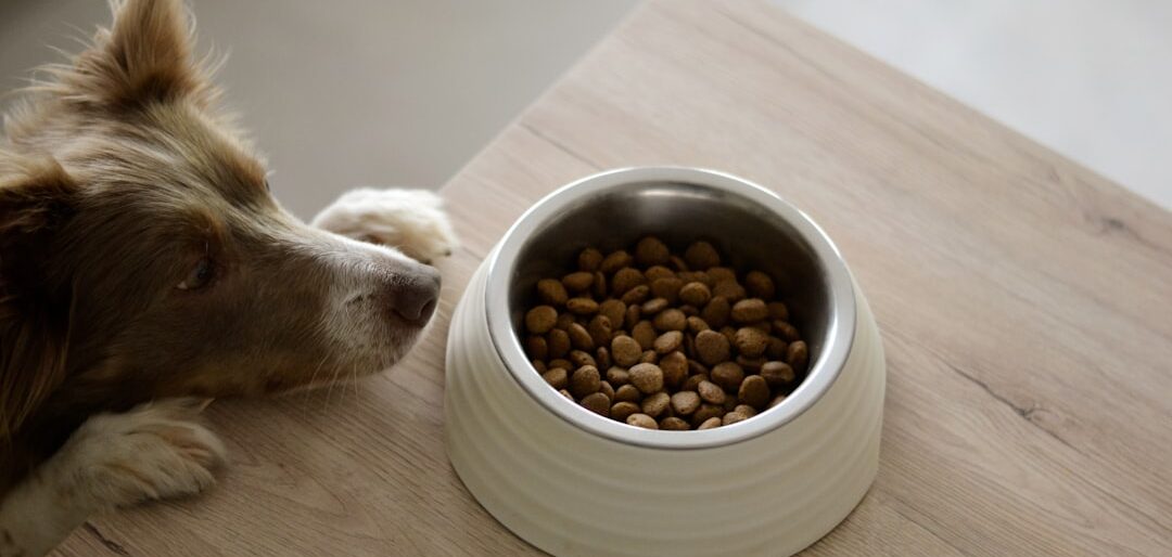 Melhores Alimentos para Cães sem Pele