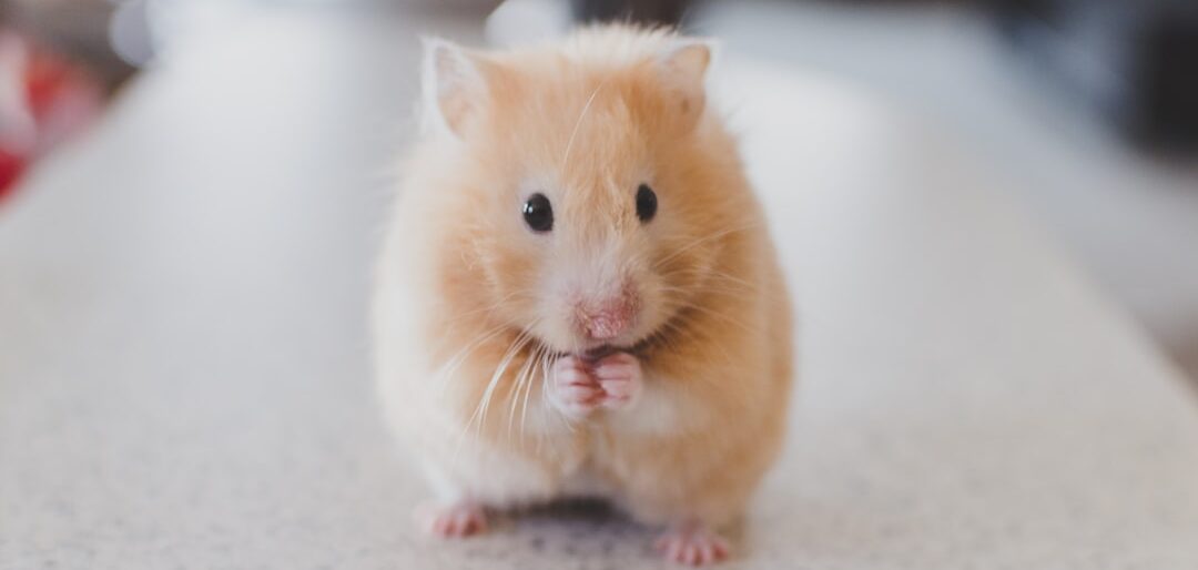 Melhores Acessórios para Cães Pequenos: Guia Prática para Donos de Bichinhos Queridos