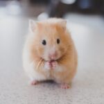 Melhores Acessórios para Cães Pequenos: Guia Prática para Donos de Bichinhos Queridos